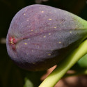 Figuier Osborn Prolific