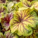 Heuchere Gold Cascade®