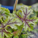 Heuchere Dale's Strain