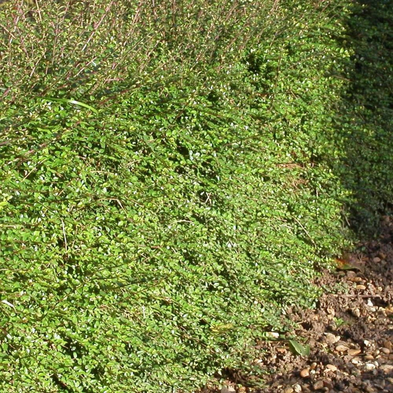 Chèvrefeuille arbustif Scoop, Lonicera à feuilles de buis