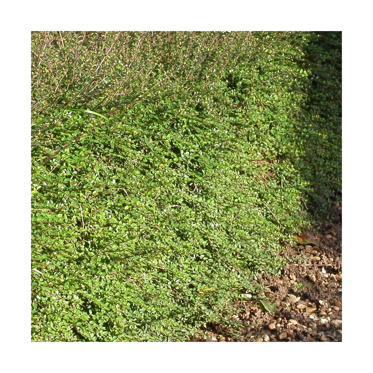 Chèvrefeuille arbustif Scoop, Lonicera à feuilles de buis Chèvrefeuille arbustif Scoop, Lonicera à feuilles de buis