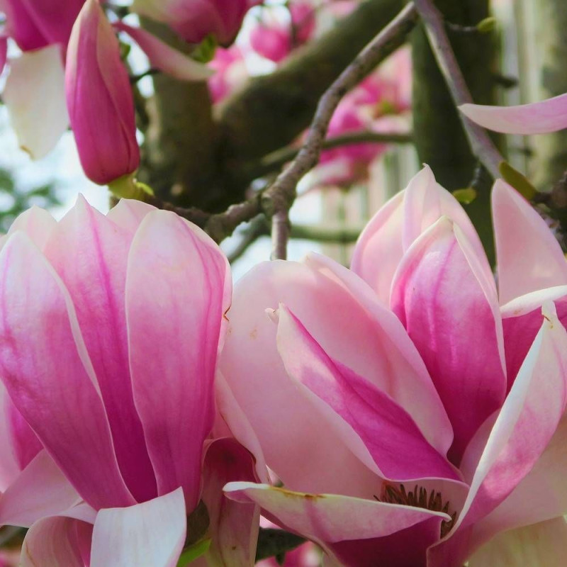 Magnolia Heaven Scent