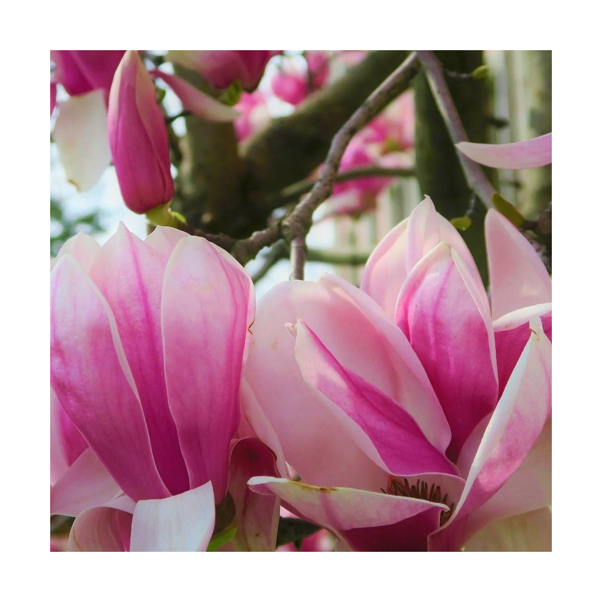 Magnolia Heaven Scent Magnolia Heaven Scent