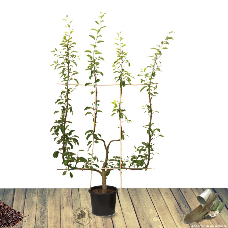 Pommier Cybèle® 'Delrouval'