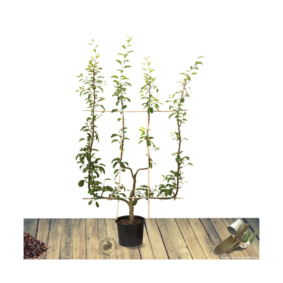 Pommier Cybèle® 'Delrouval'
