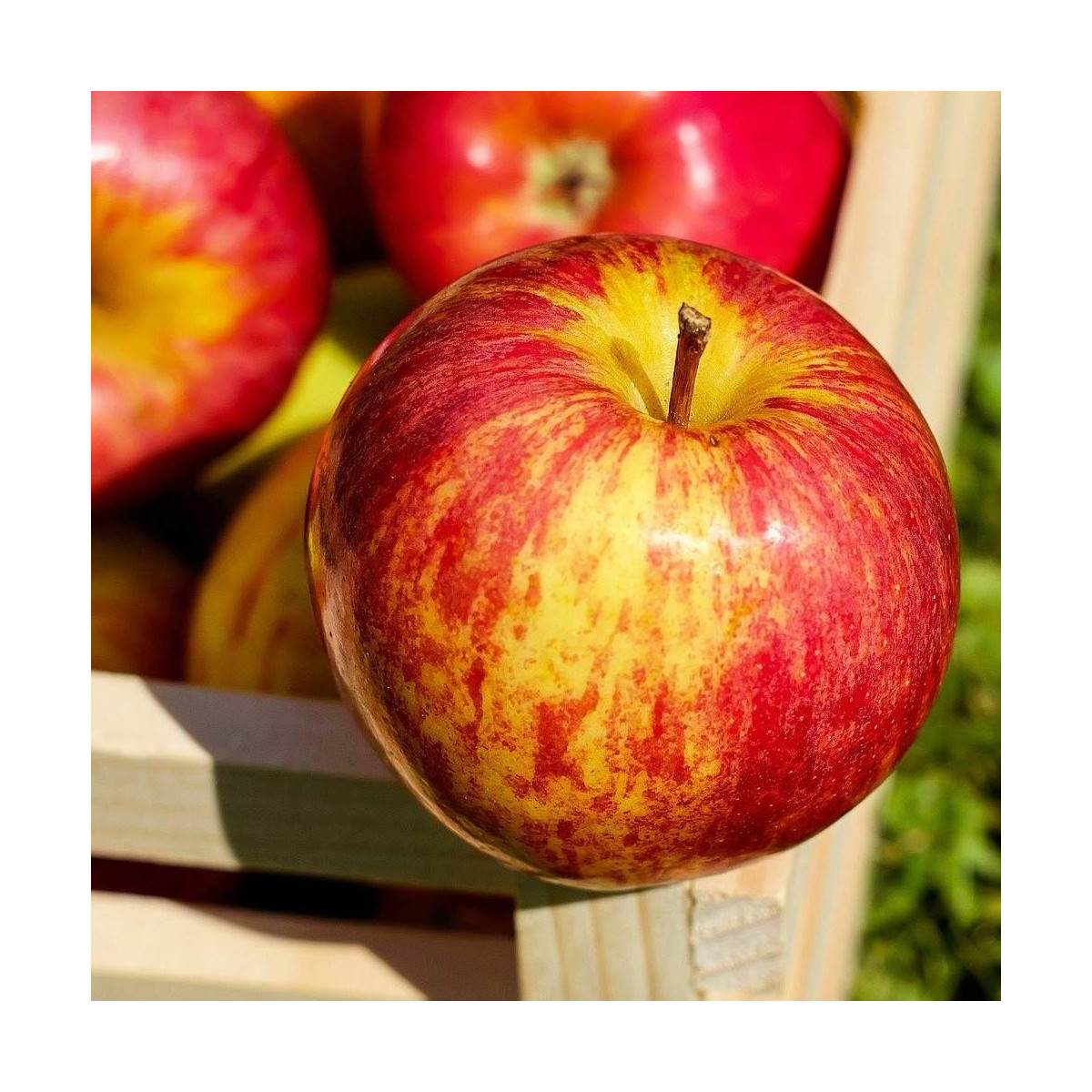 Pommier Cybèle® 'Delrouval'
