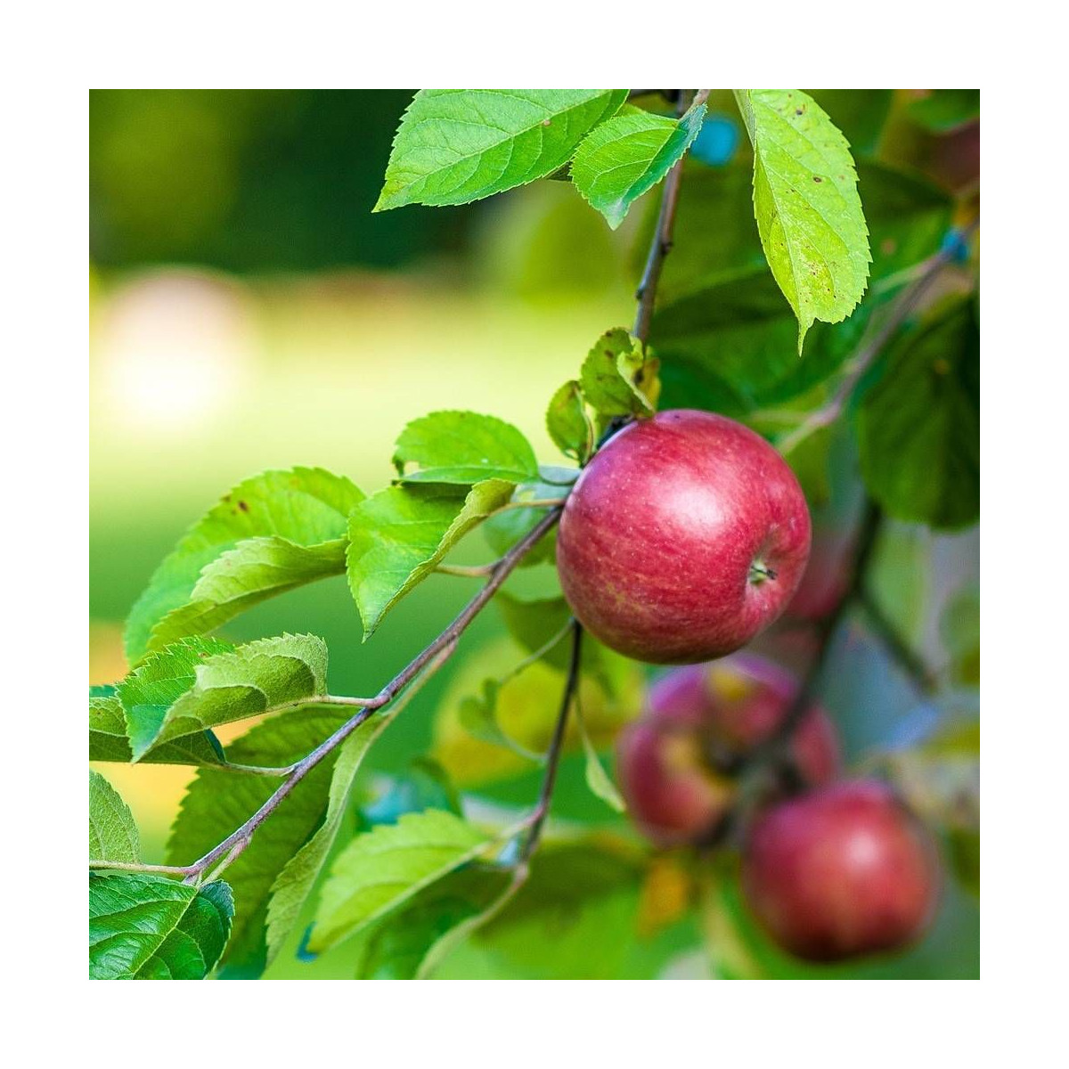 Pommier Pitchounette