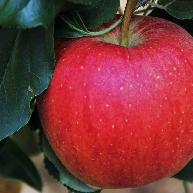 Pommier Querina