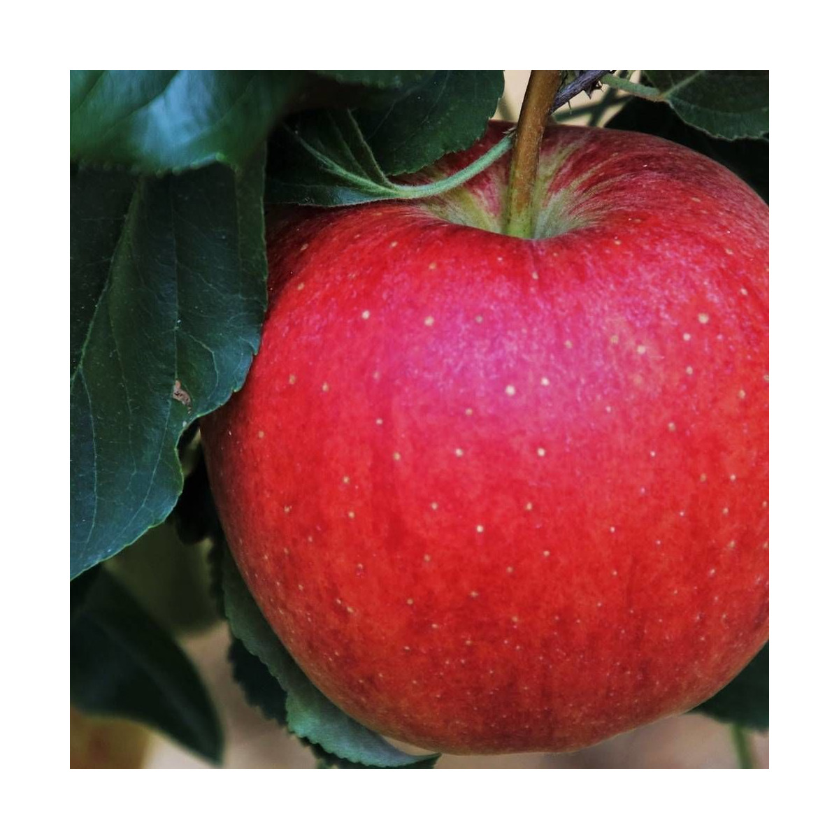 Pommier Querina