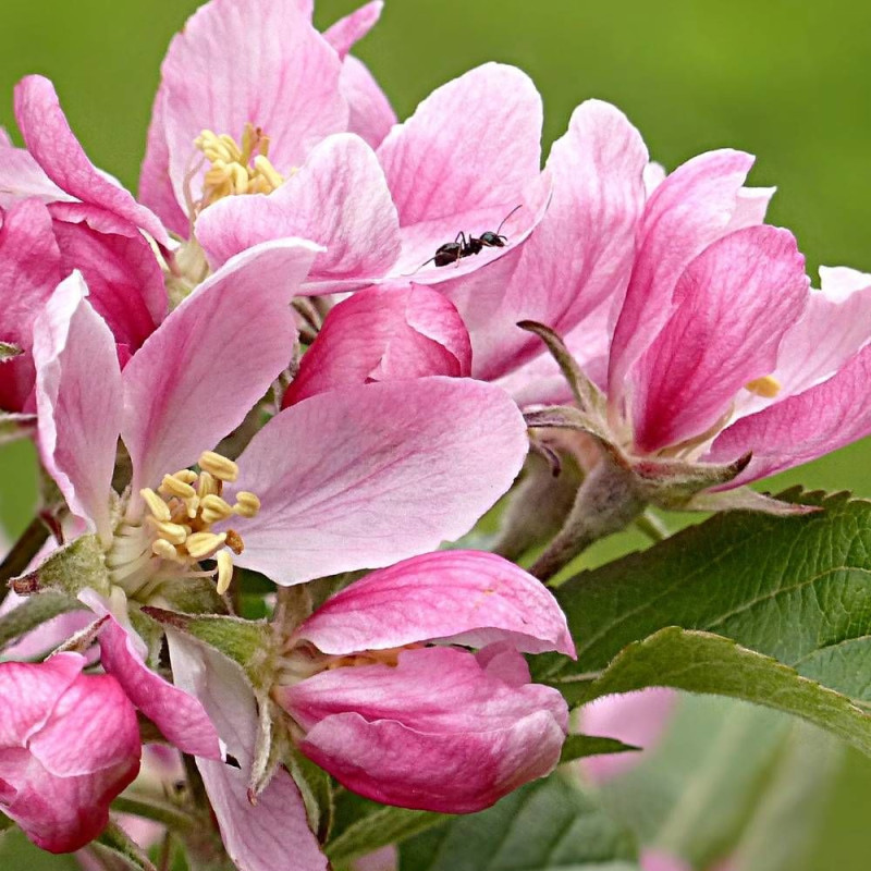 Pommier d'ornement Coralburst® 'Coralcole', Malus