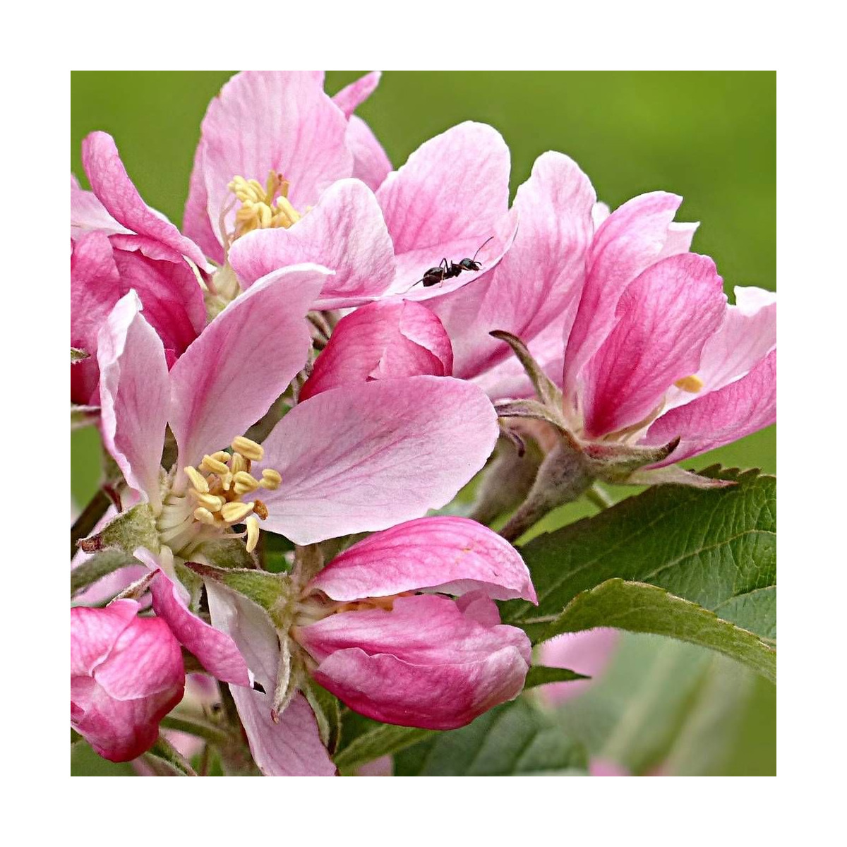 Pommier d'ornement Coralburst® 'Coralcole', Malus