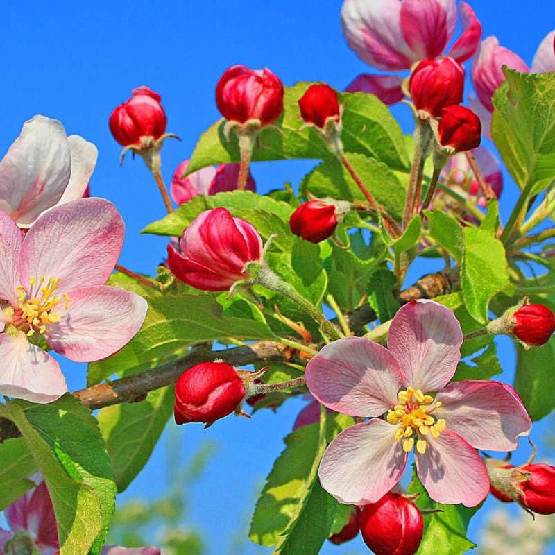 Pommier d'ornement Coralburst® 'Coralcole', Malus