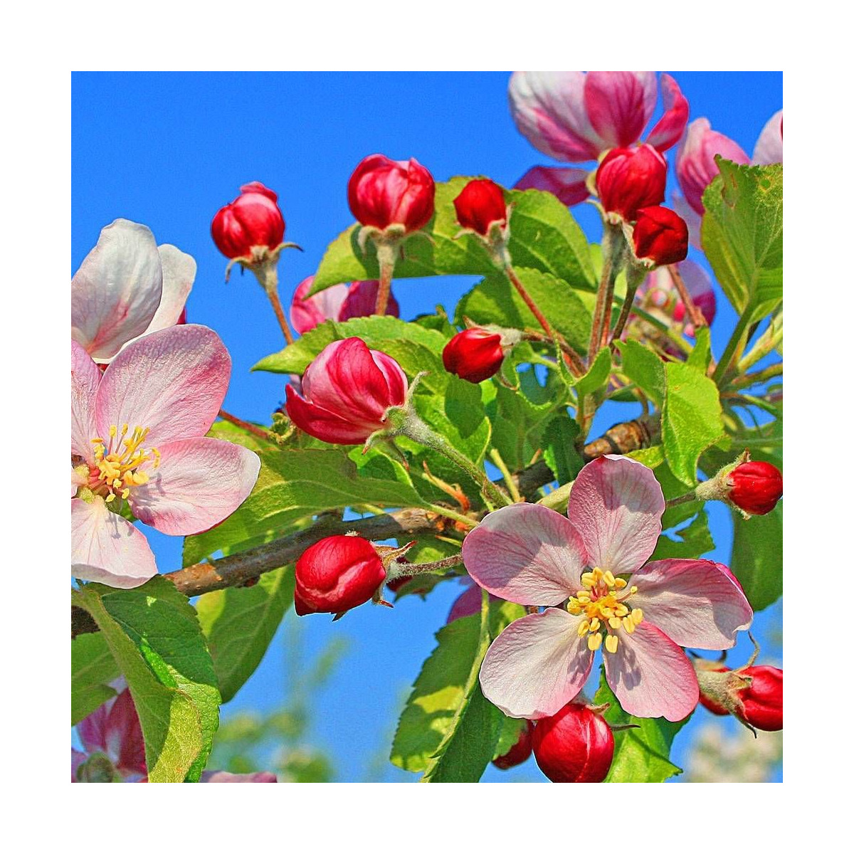 Pommier d'ornement Coralburst® 'Coralcole', Malus