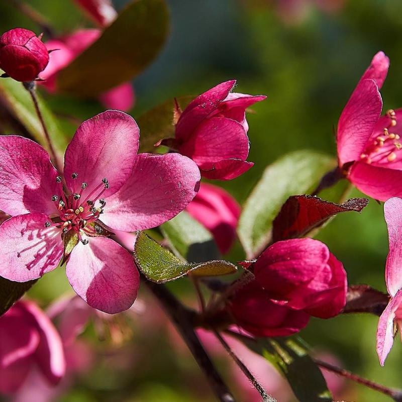 Pommier d'ornement Diable Rouge, Malus