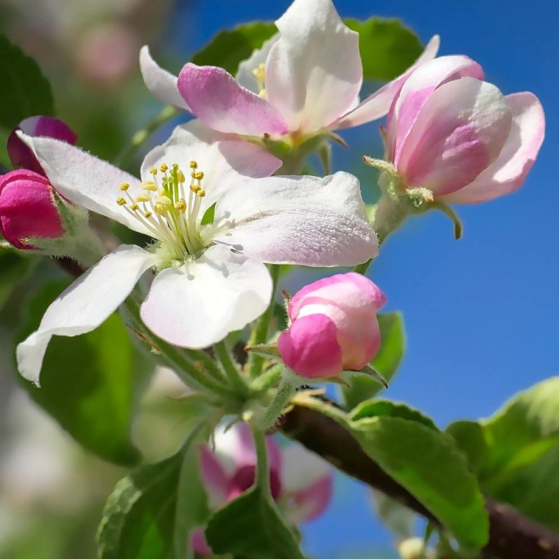 Pommier d'ornement Evereste® 'Perpetu', Malus