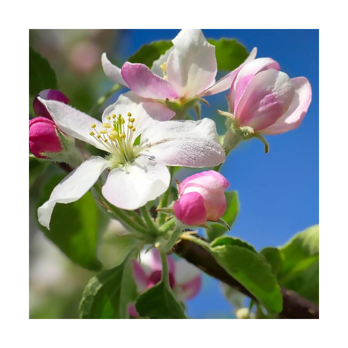 Pommier d'ornement Evereste® 'Perpetu', Malus