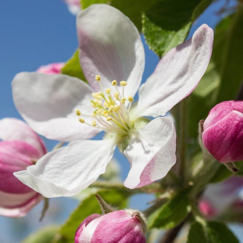 Pommier d'ornement Pom'zai® 'Courtabri', Malus