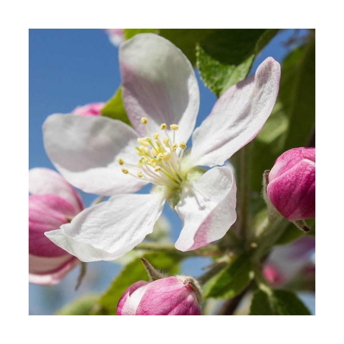 Pommier d'ornement Pom'zai® 'Courtabri', Malus