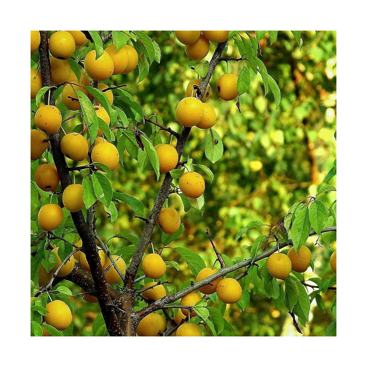 Prunier des béjonnières Prunier des béjonnières