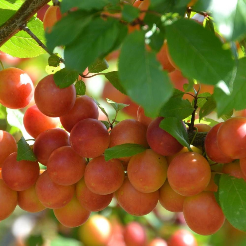 Prunier Prune Abricot