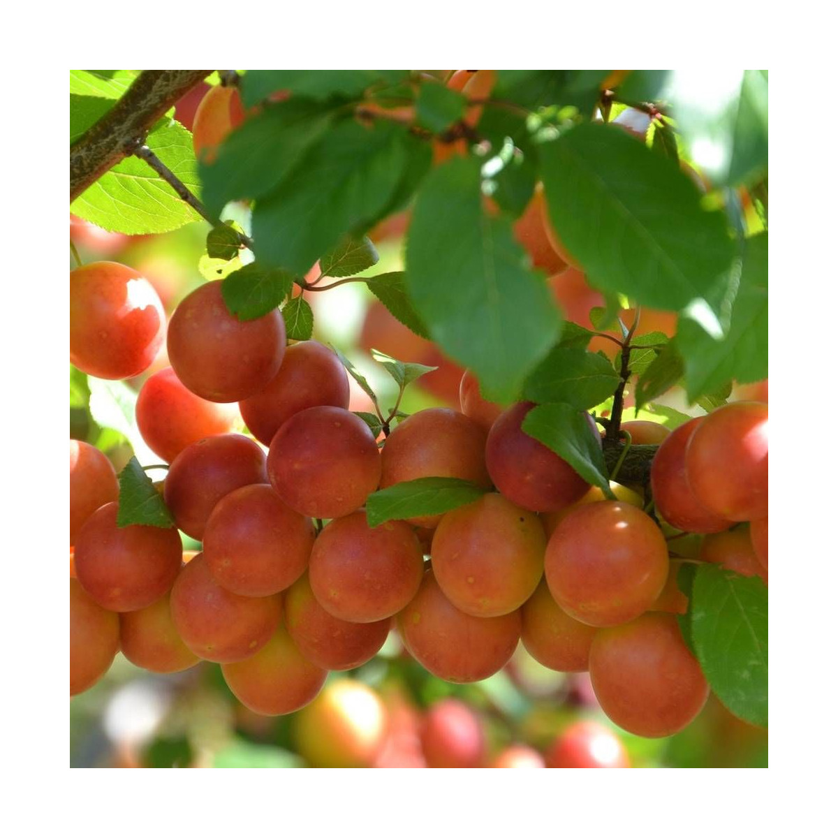 Prunier Prune Abricot