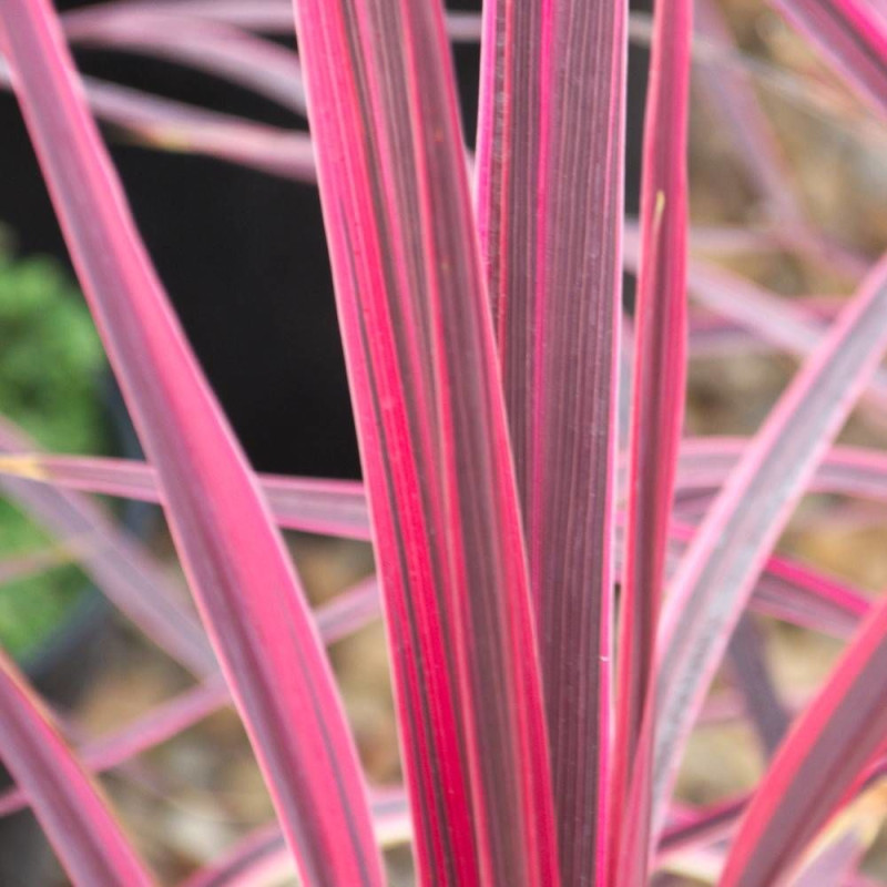 Cordyline australe Charly Boy