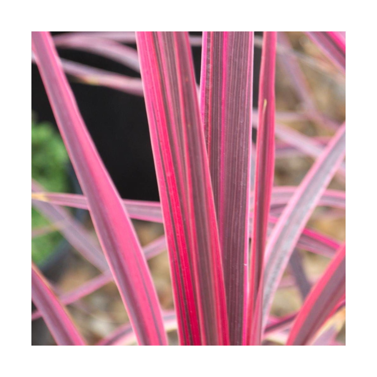Cordyline australe Charly Boy