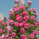 Rosier grimpant Allegro® 'II Meileodevin'