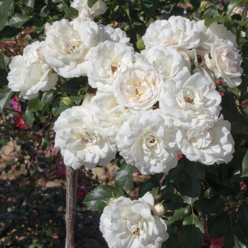 Rosier arbustif Carte Blanche® 'Meibarum'