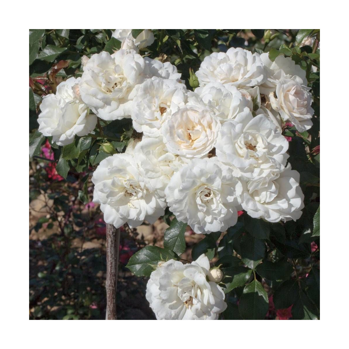Rosier arbustif Carte Blanche® 'Meibarum'