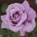 Rosier arbustif Charles De Gaulle® 'Meilanein'