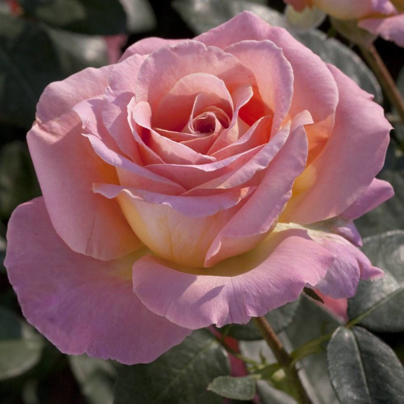 Rosier à grandes fleurs Elle® 'Meibderos'