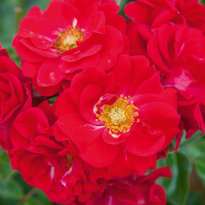 Rosier paysager Hello® 'Meikinba'