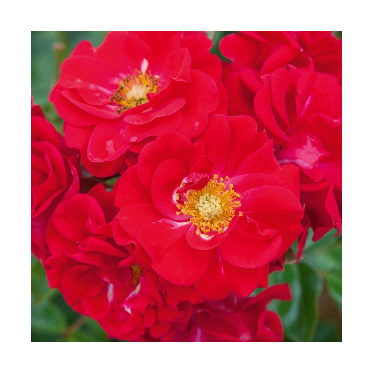 Rosier arbustif Hello® 'Meikinba'