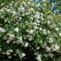 Rosier arbustif Ice Meillandecor® 'Meivahyn'