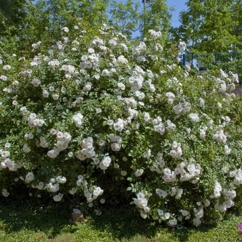 Rosier paysager Ice Meillandecor® 'Meivahyn'