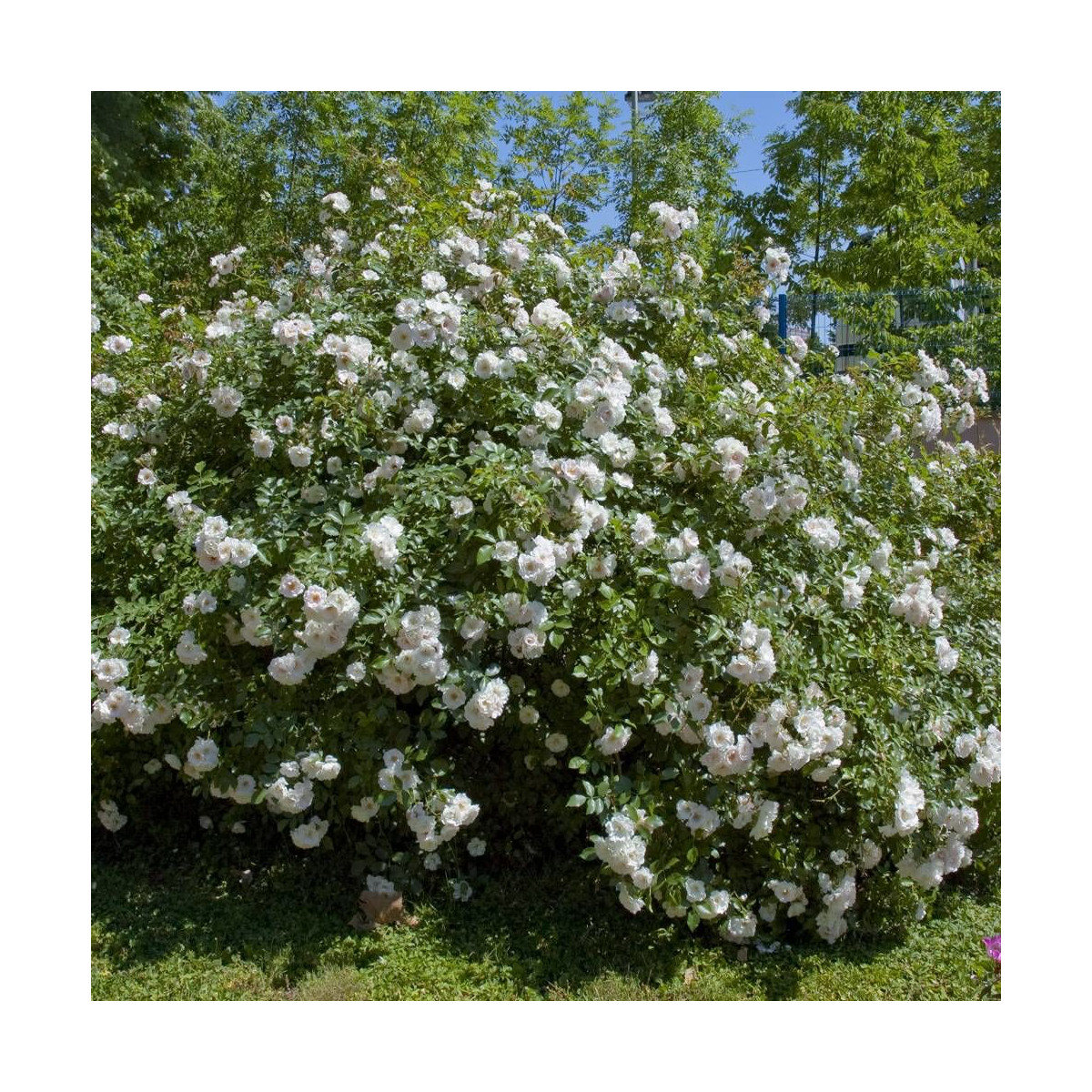 Rosier arbustif Ice Meillandecor® 'Meivahyn'