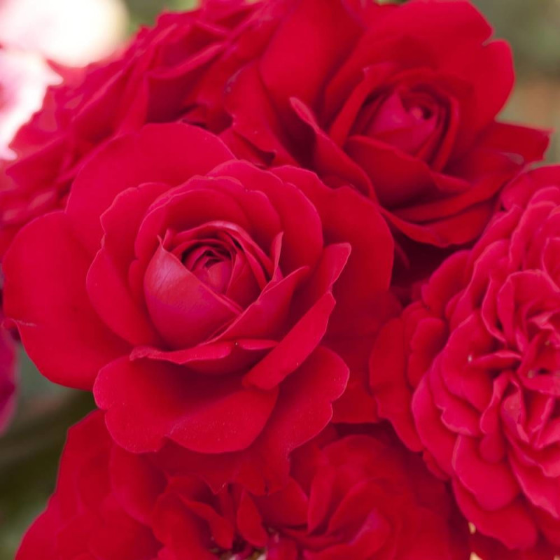 Rosier à fleurs groupées Mona Lisa® 'Meilyxir'