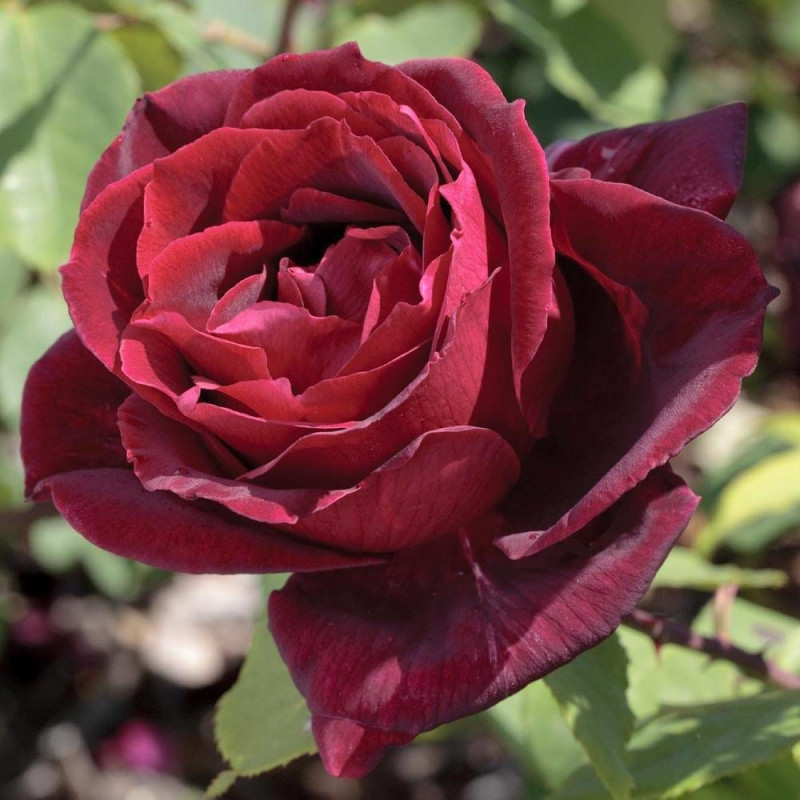 Rosier à grandes fleurs Papa Meilland® 'Meicesar'