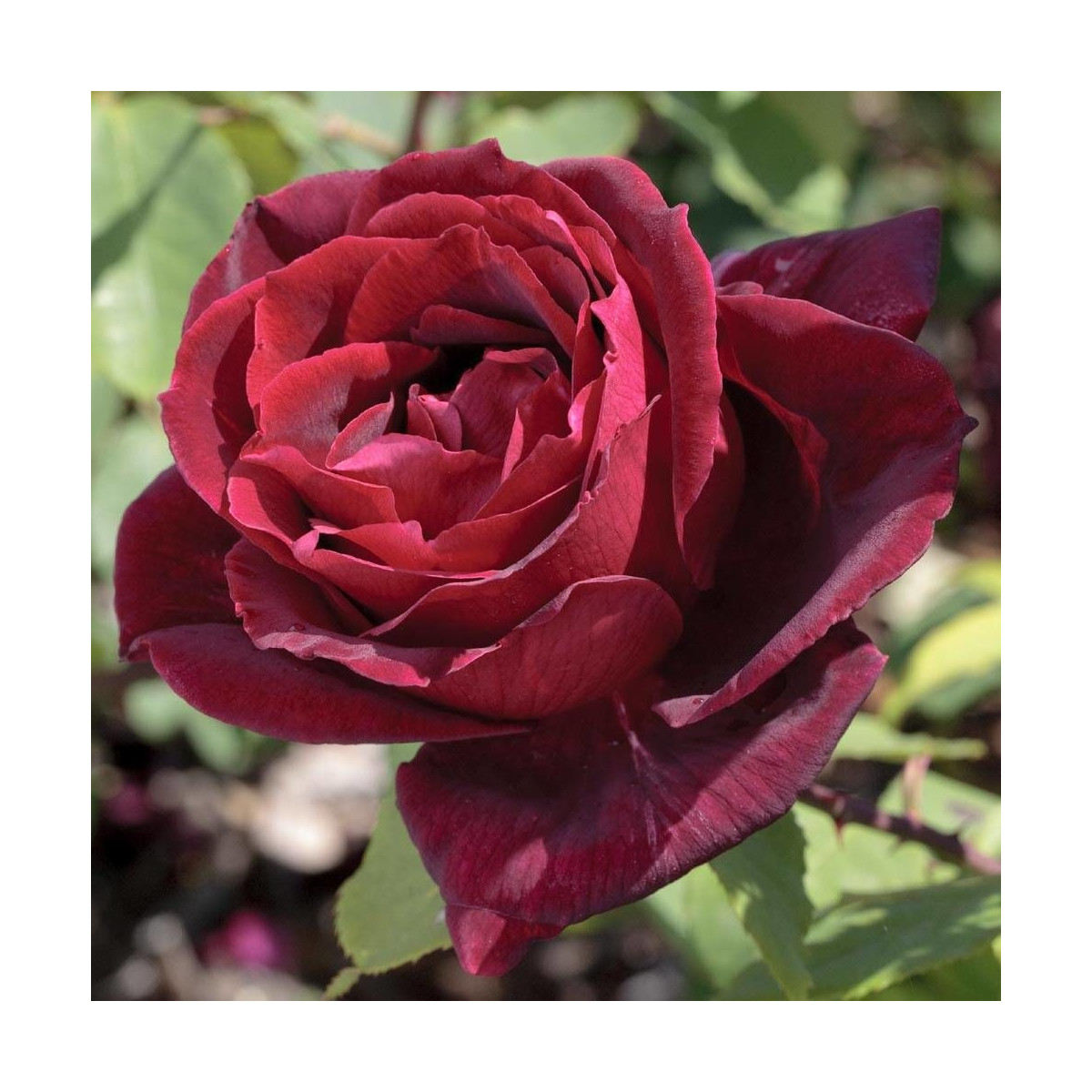 Rosier arbustif Papa Meilland® 'Meicesar'