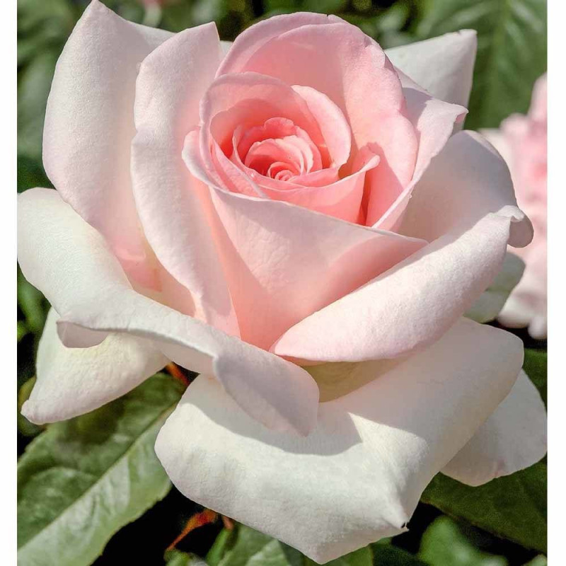 Rosier à grandes fleurs Prince Jardinier® 'Meitroni'