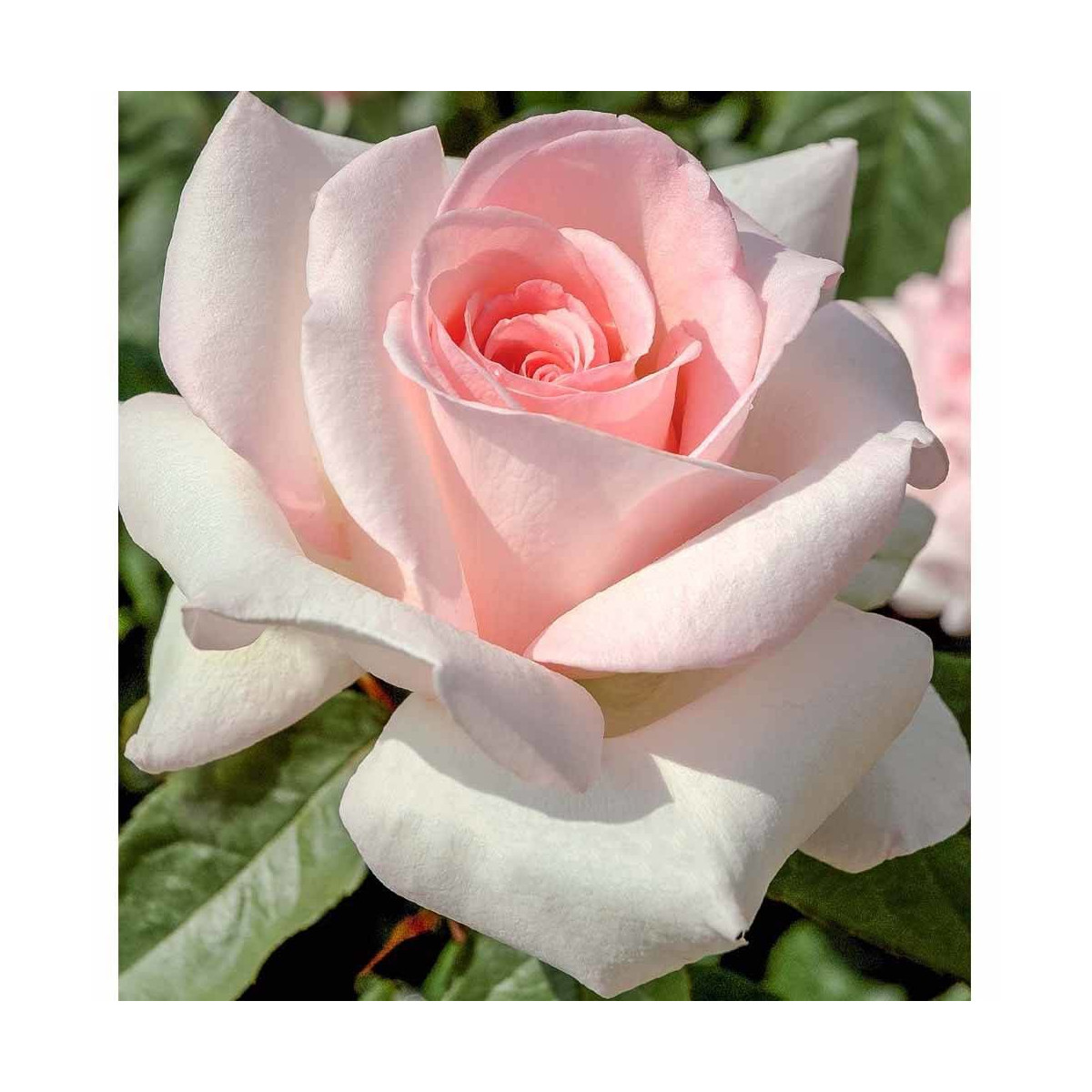 Rosier arbustif Prince Jardinier® 'Meitroni'
