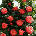 Rosier grimpant Christophe Colomb® 'Meironssesar'