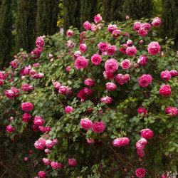 Duo De Rosiers Grimpants à Racines Nues - Blanc Et Rose - Lot De 2 Plantes Pour Arches, Pergolas, Clôtures