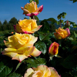 Rosier grimpant Mme A. Meilland