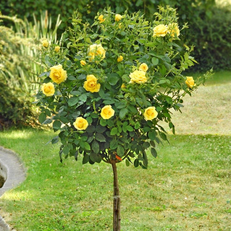 Rosier 1/2 tige Carte D'Or® 'Meidresia'