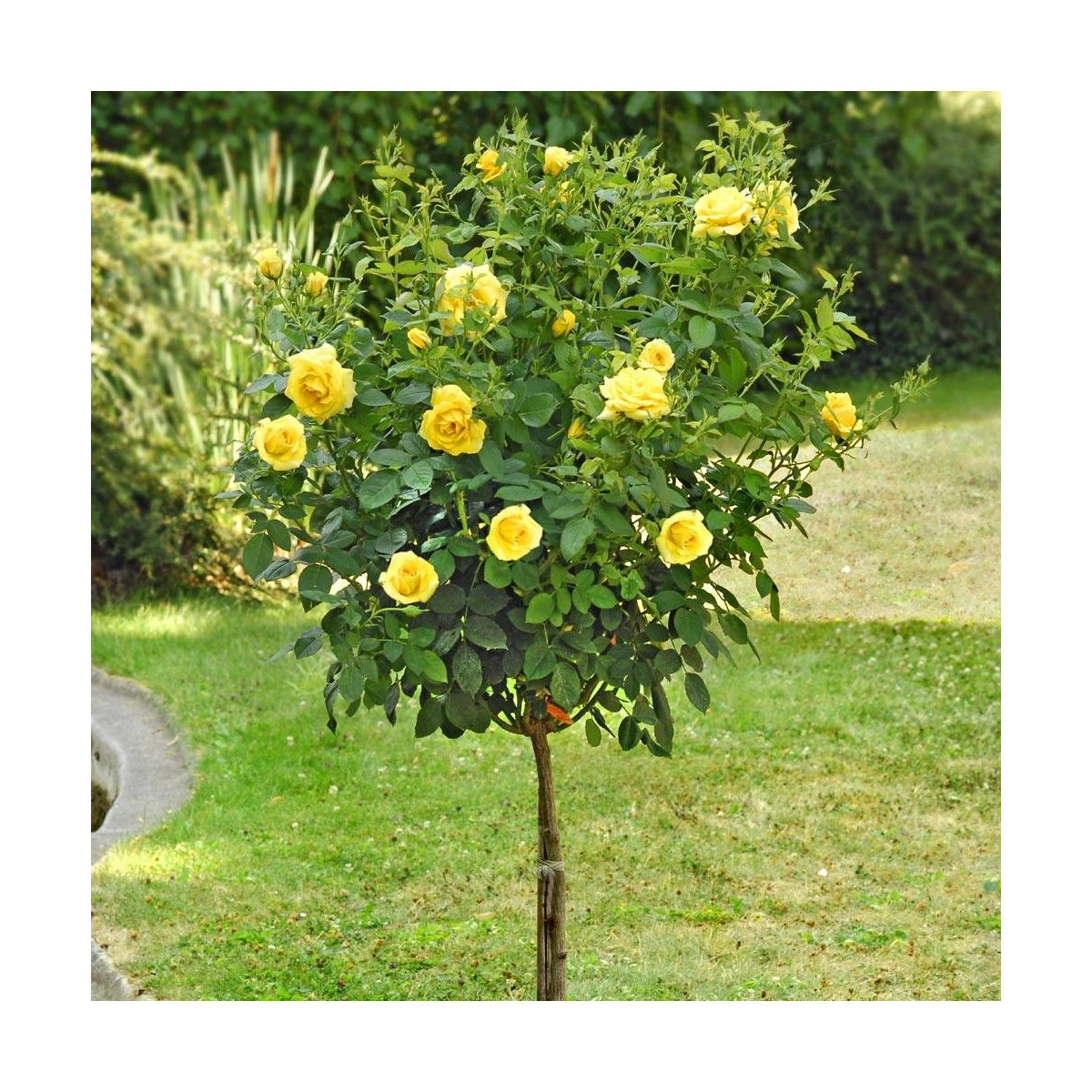 Rosier 1/2 tige Carte D'Or® 'Meidresia'