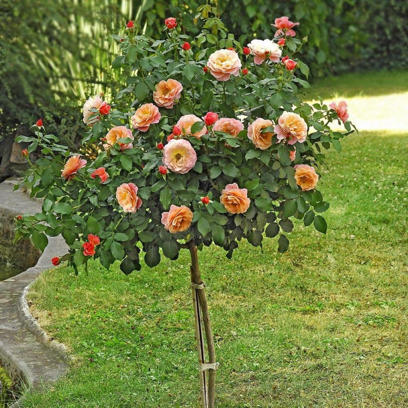 Rosier 1/2 tige Marie Curie® 'Meilomit'