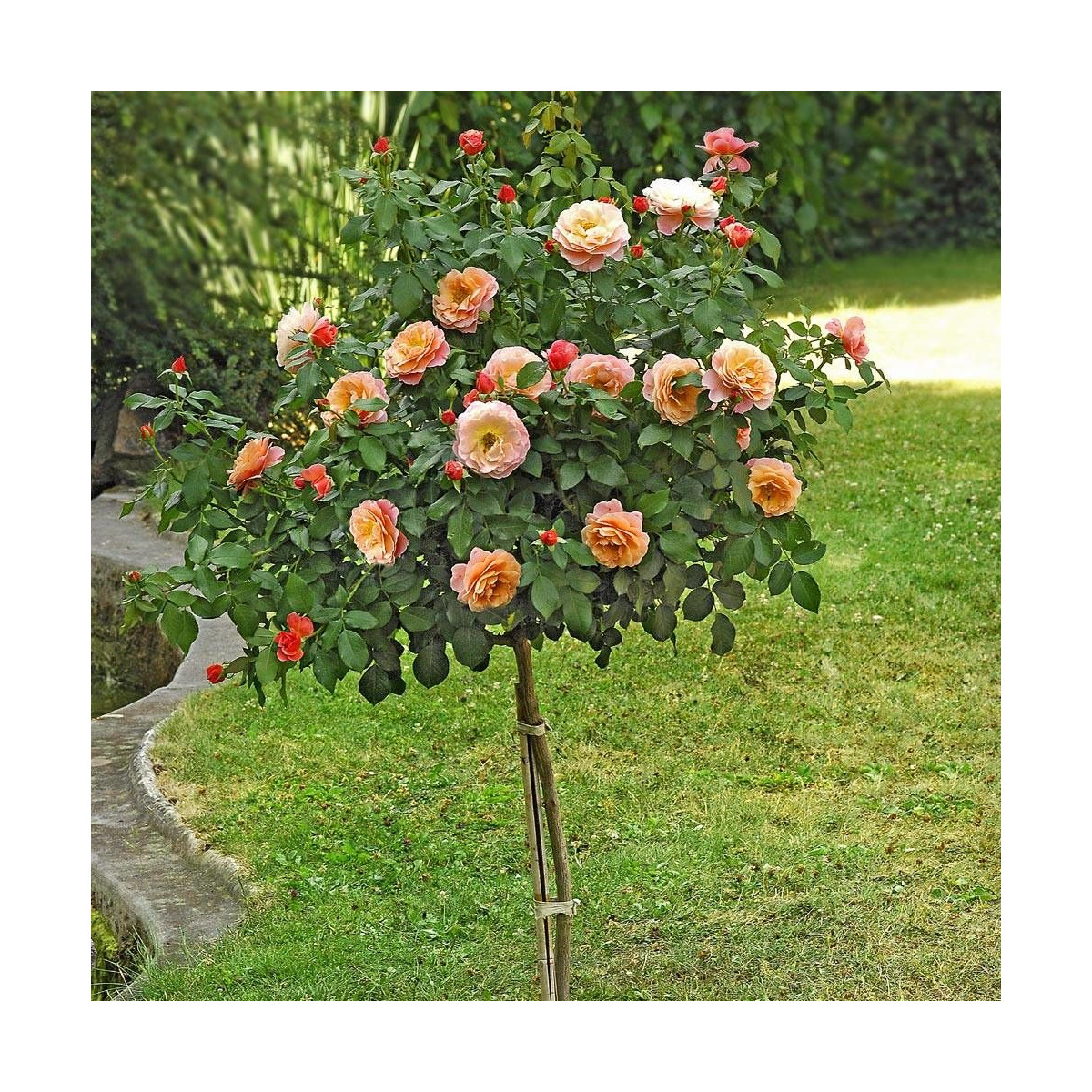 Rosier 1/2 tige Marie Curie® 'Meilomit'