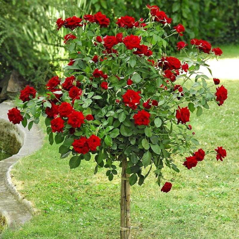 Rosier 1/2 tige Niccolo Paganini® 'Meicairma'